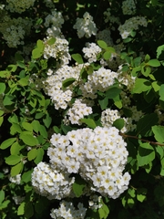 Spiraea trilobata