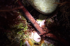 Cerebratulus albifrons