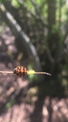 Harmonia axyridis
