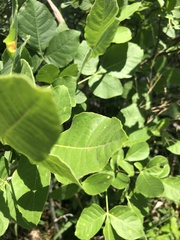 Ptelea trifoliata mollis