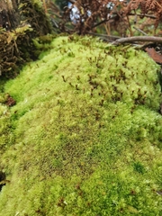 Leucobryum juniperoideum