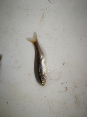 Squalius cephalus