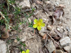 Fumana ericifolia