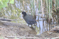 Fulica americana