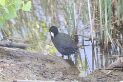 Fulica americana