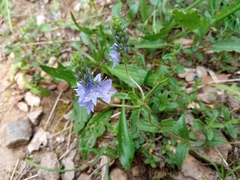 Veronica orsiniana