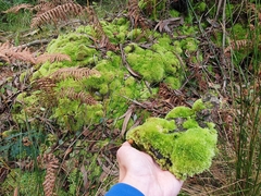 Leucobryum juniperoideum