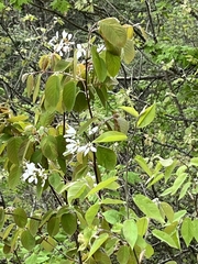 Amelanchier amabilis