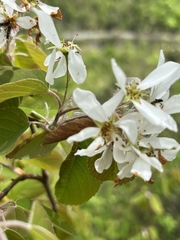 Amelanchier amabilis