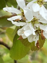 Amelanchier amabilis
