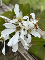 Amelanchier amabilis