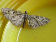 Eupithecia abbreviata