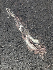 Thamnophis marcianus