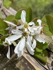 Amelanchier amabilis