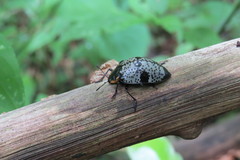 Cypherotylus guatemalae