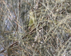 Neophema chrysostoma