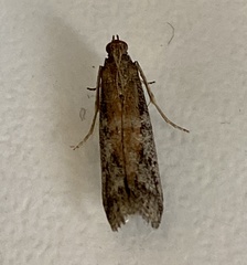 Ephestia elutella