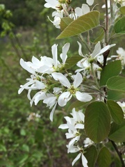 Amelanchier amabilis