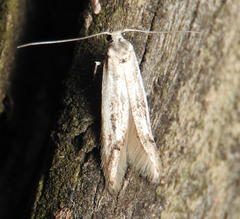 Blastodacna