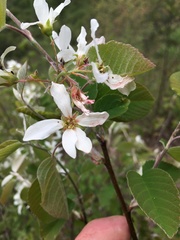 Amelanchier amabilis
