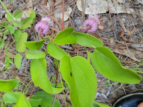 Image of Clematis reticulata by no rights reserved
