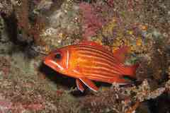 Sargocentron hastatum