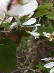 Amelanchier amabilis