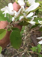 Amelanchier amabilis