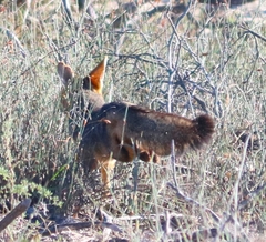 Vulpes chama