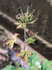 Geranium carolinianum