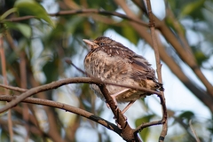 Turdus pilaris
