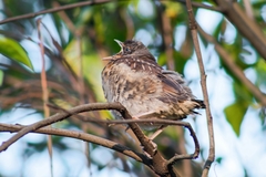 Turdus pilaris