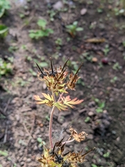 Geranium carolinianum