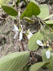 Amelanchier amabilis