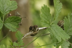 Lasioptera rubi