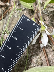 Amelanchier amabilis
