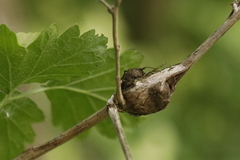 Lasioptera rubi