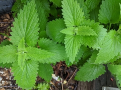 Nepeta cataria