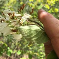 Amelanchier amabilis
