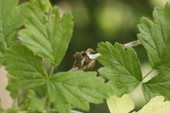 Lasioptera rubi