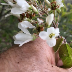 Amelanchier amabilis