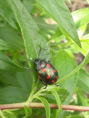 Leptinotarsa behrensi