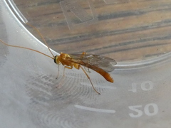 Ophion minutus-group