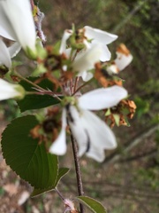 Amelanchier amabilis