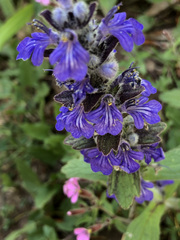 Ajuga genevensis