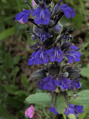 Ajuga genevensis