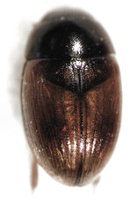 Cercyon nigriceps