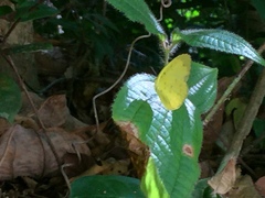 Eurema hecabe hecabe