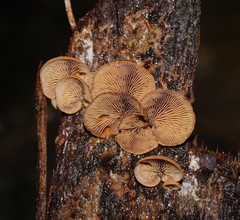 Deconica horizontalis