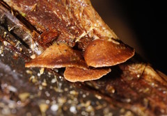 Deconica horizontalis